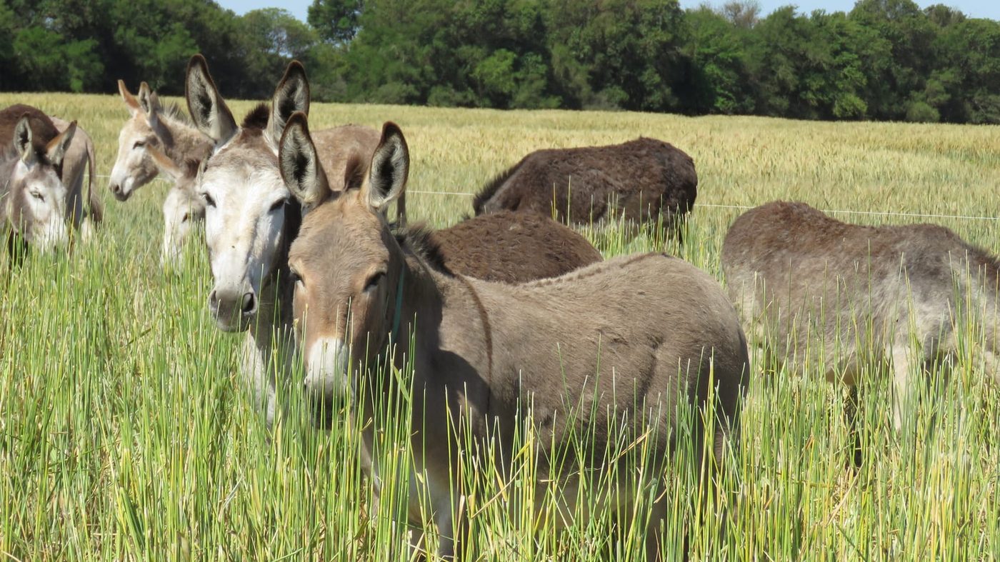 Burras en campo abierto · Estancia Yucat